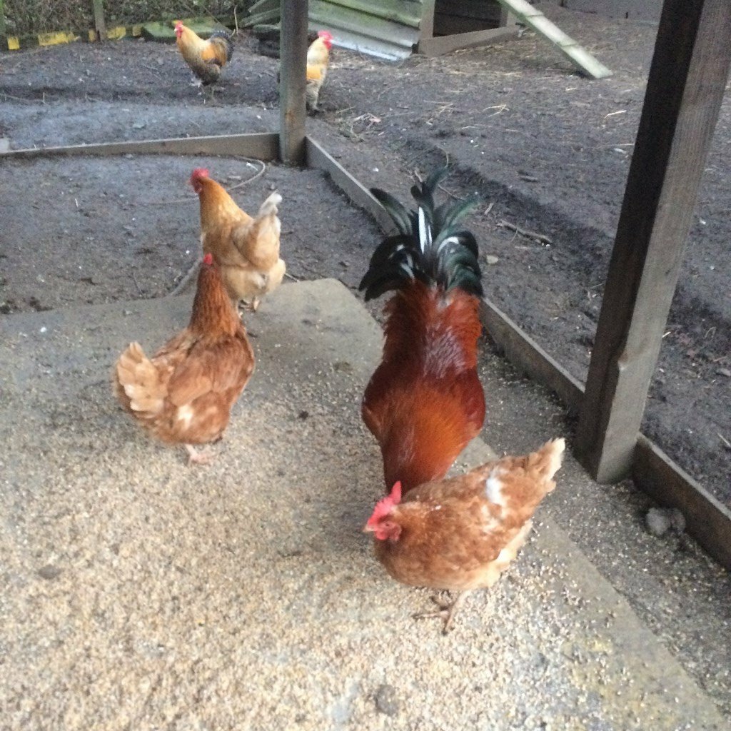 Chickens in Alloa, Clackmannanshire Gumtree