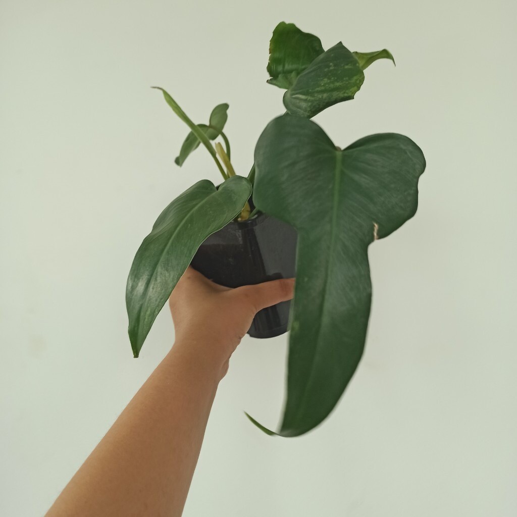 Rare/unusual philodendron for sale indoor houseplants in Greenwich, London Gumtree