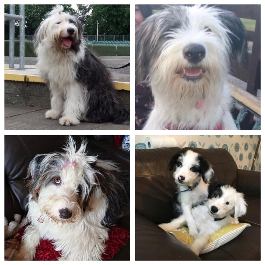 Old English Sheepdog X Border Collie in Lanark, South
