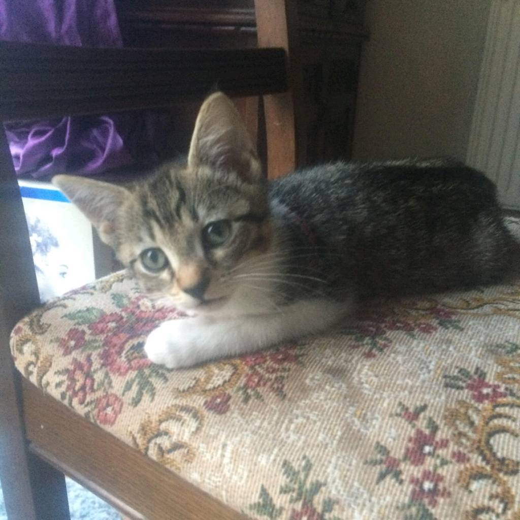 Kitten for sale in Canvey Island, Essex Gumtree