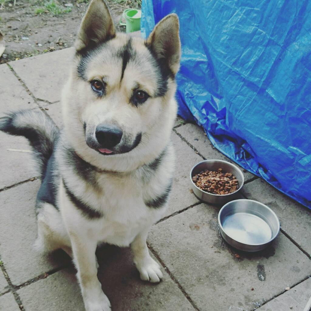 Japanese akita cross husky in Bradford, West Yorkshire Gumtree
