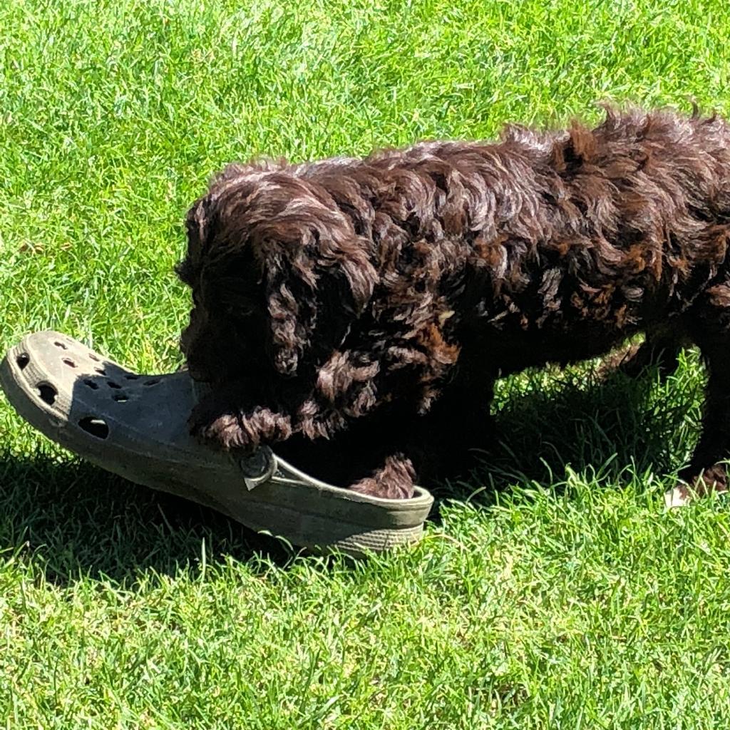 Chocolate. Beautiful pure bred cockapoo cockerpoo puppies in Spilsby, Lincolnshire Gumtree