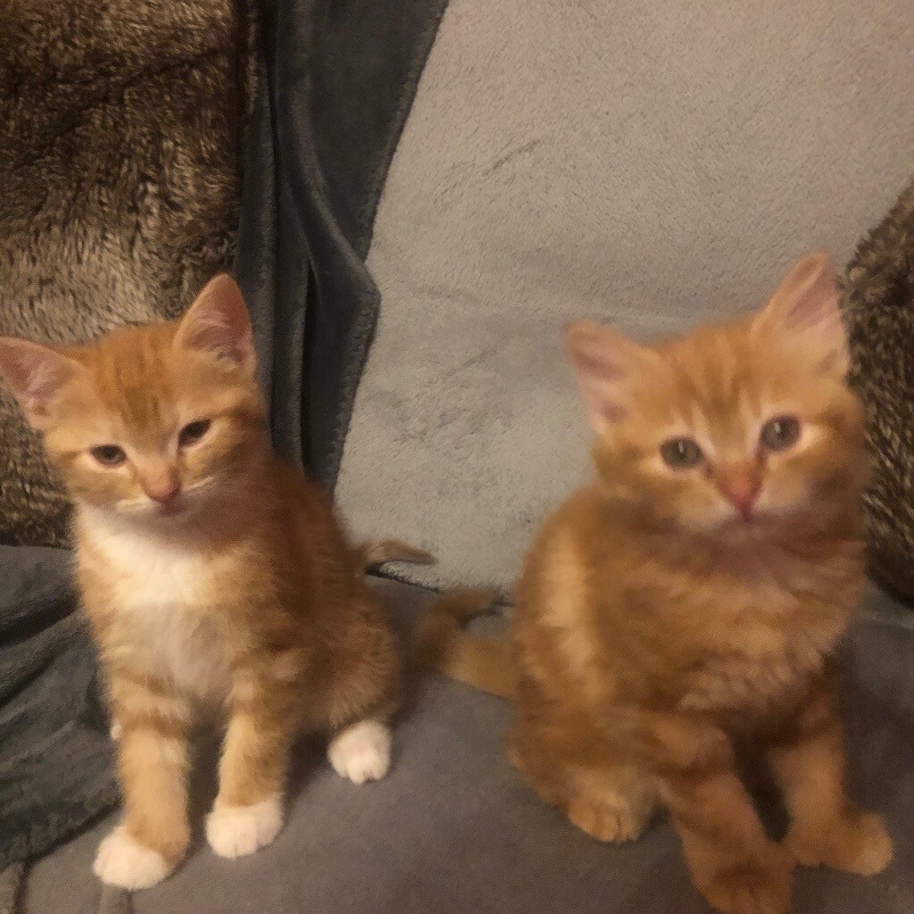 2x Female Ginger Kittens in East Dulwich, London Gumtree