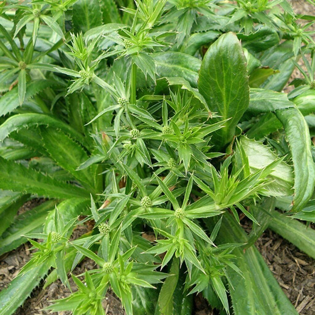 Culantro Seeds Recao sawtooth Mexican coriander Eryngium