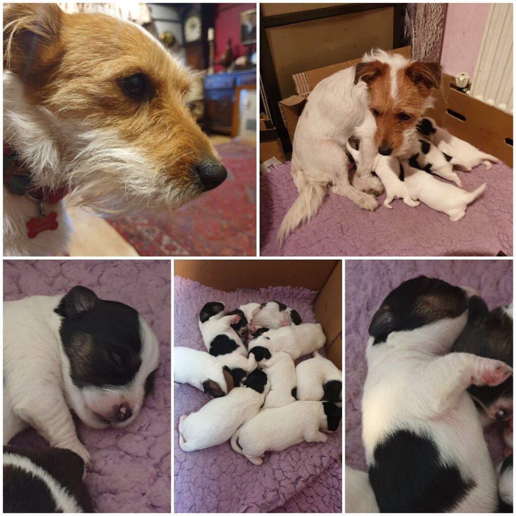 Jack Russel puppies for sale in Chertsey, Surrey Gumtree