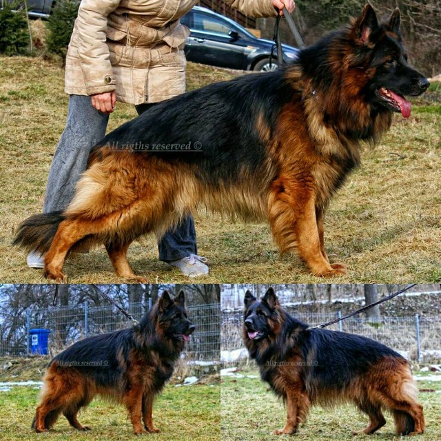 Amaizing Show Line Long Haired Big Boned German Shepherd