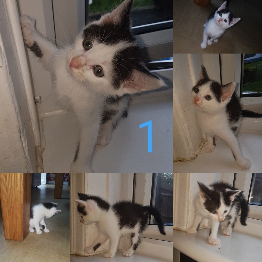 4 adorable male kittens for sale😍😍 in Coventry, West Midlands Gumtree
