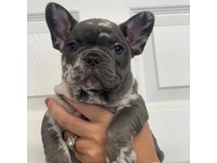 Merle French Bulldog Dogs Puppies For Sale Gumtree
