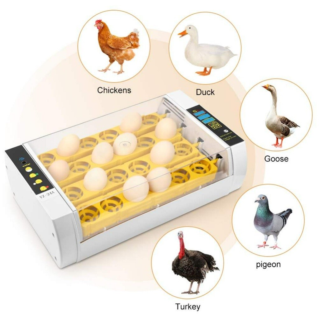 Diy egg incubator uk