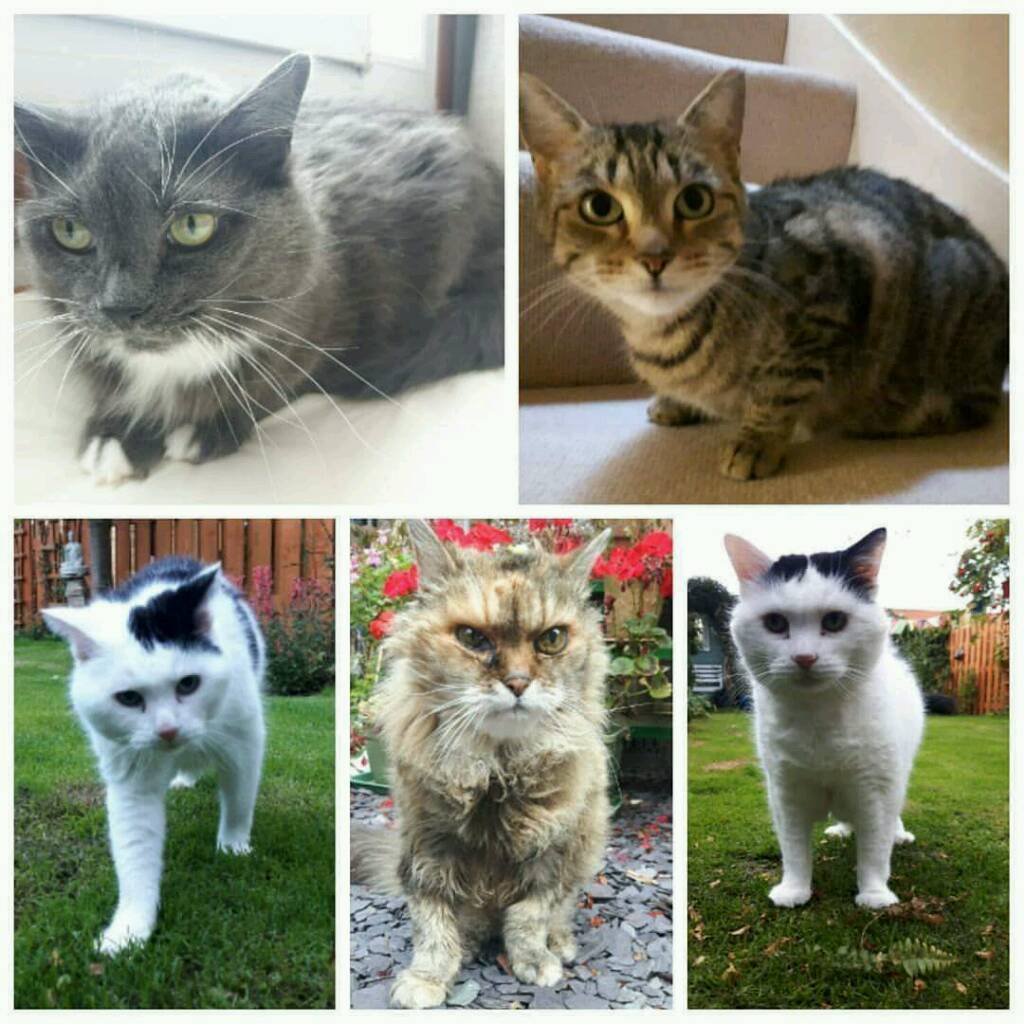 Professional Cat Sitter/Pet sitter in Ferry Road, Edinburgh Gumtree