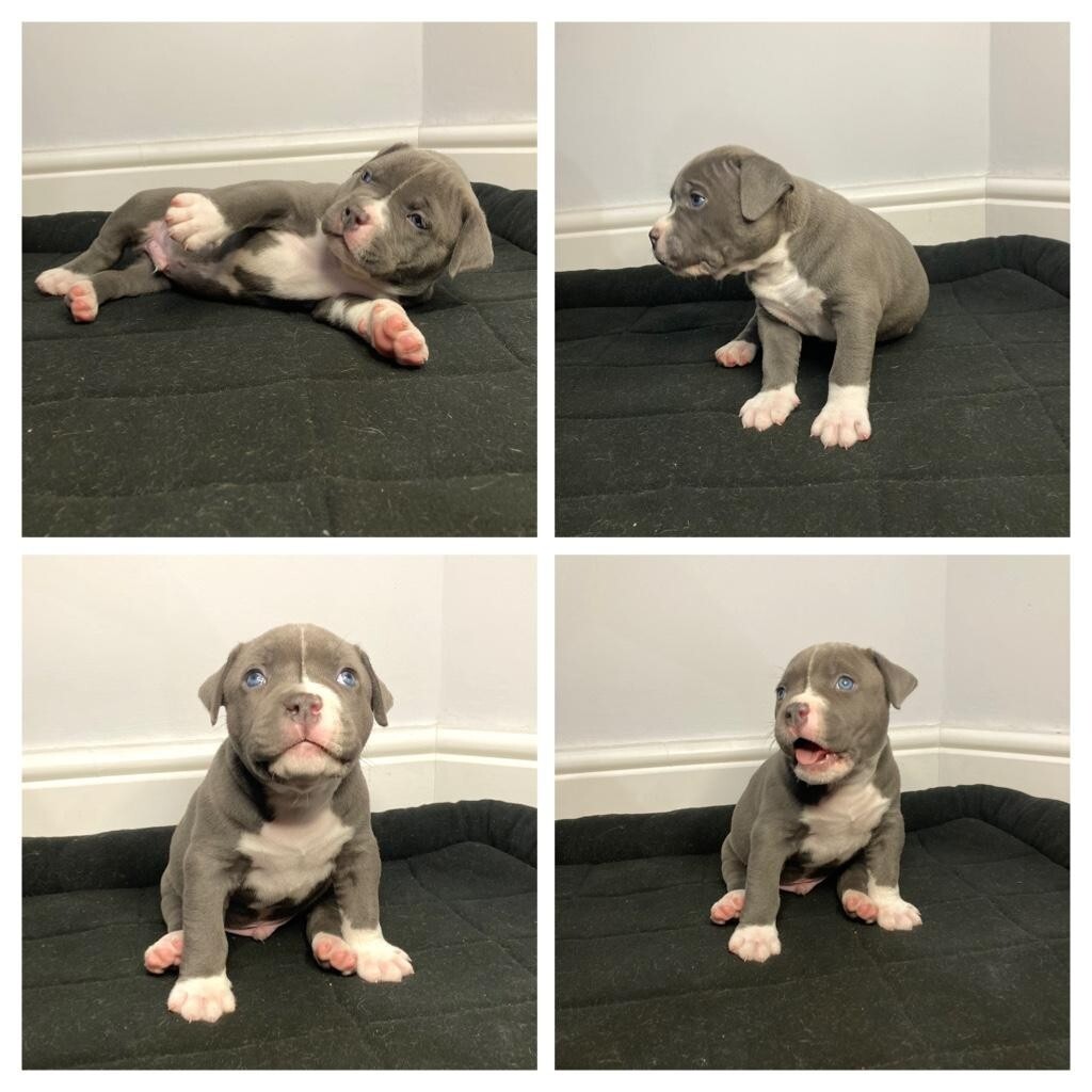 American Bully XL puppies in Croydon, London Gumtree
