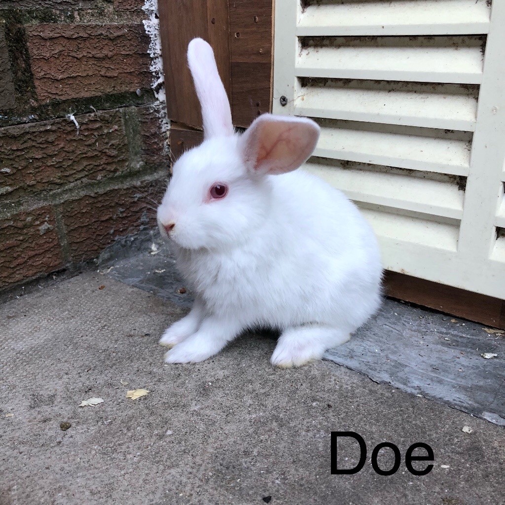 Beautiful bunny for sale !! in Trafford, Manchester Gumtree