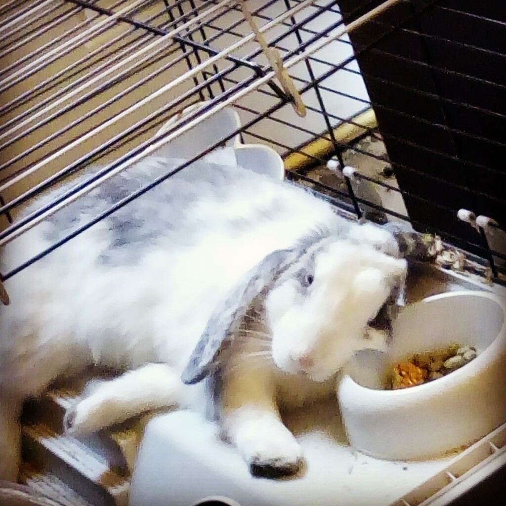 Male fully trained affectionate house rabbit and setup for sale in