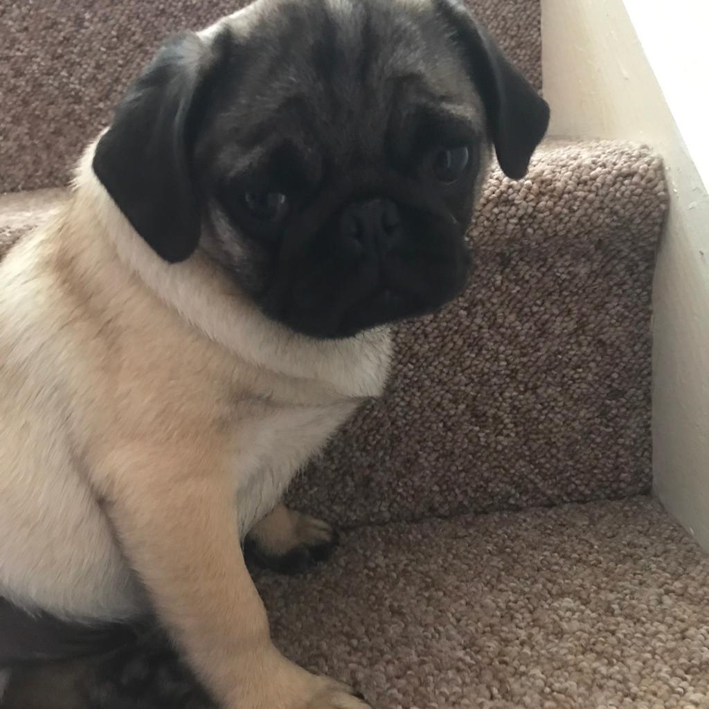 Beautiful Pedigree Pug puppies for sale male KC ready to go in