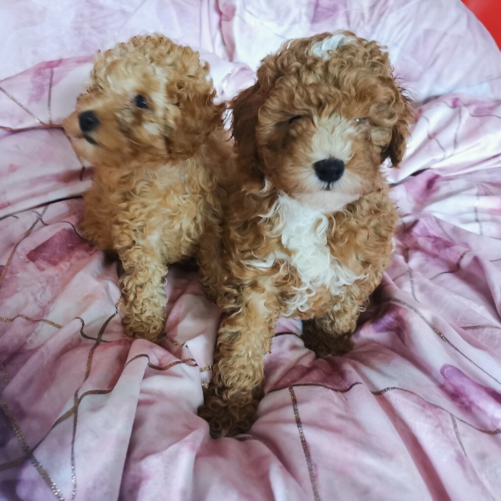 APRICOT TOY POODLES READY TO GO TO THEIR NEW HOMES in Woodley, Berkshire Gumtree