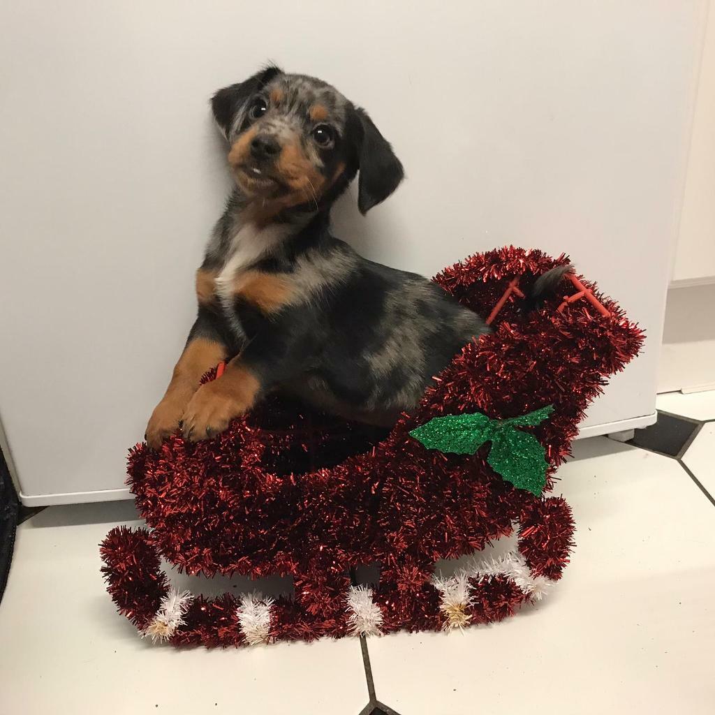 Dachshund x Jack Russel Puppies For Sale in Gravesend, Kent Gumtree