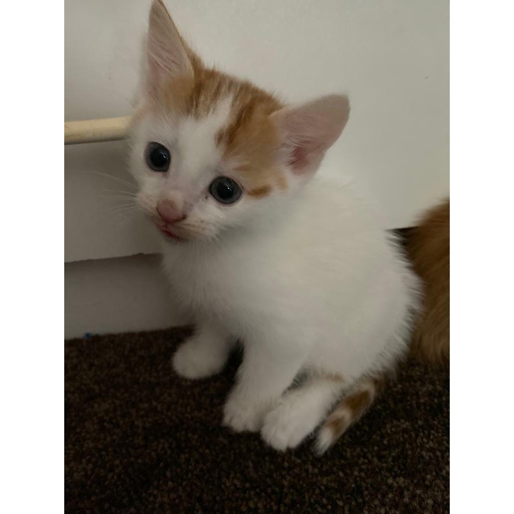 kitten white and ginger for sale in Norton, North Yorkshire Gumtree