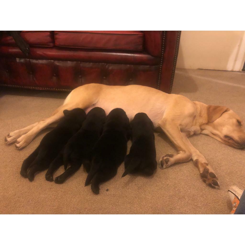 gumtree black labrador puppies