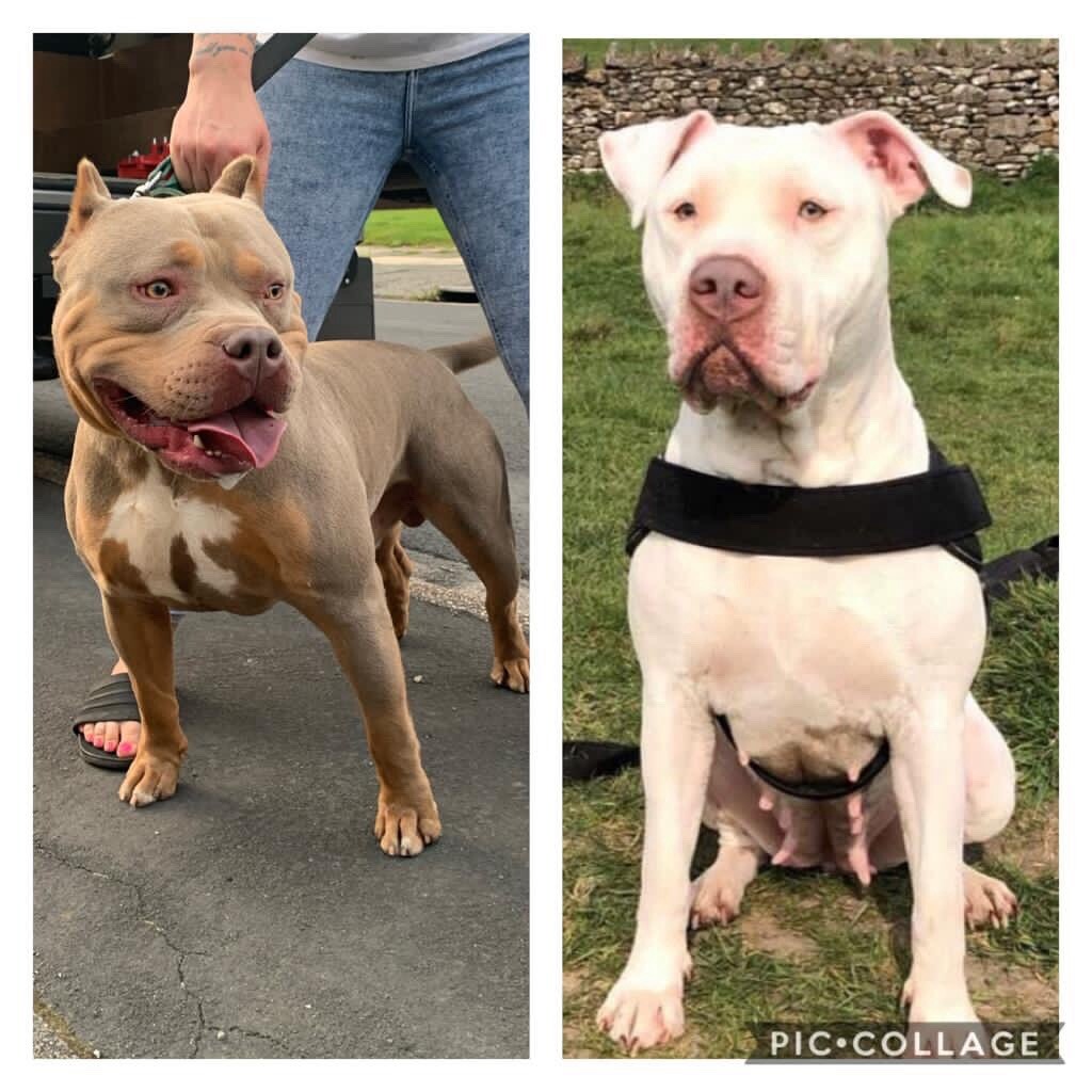Xl bully pups for sale bossy kennels in Lancaster, Lancashire Gumtree
