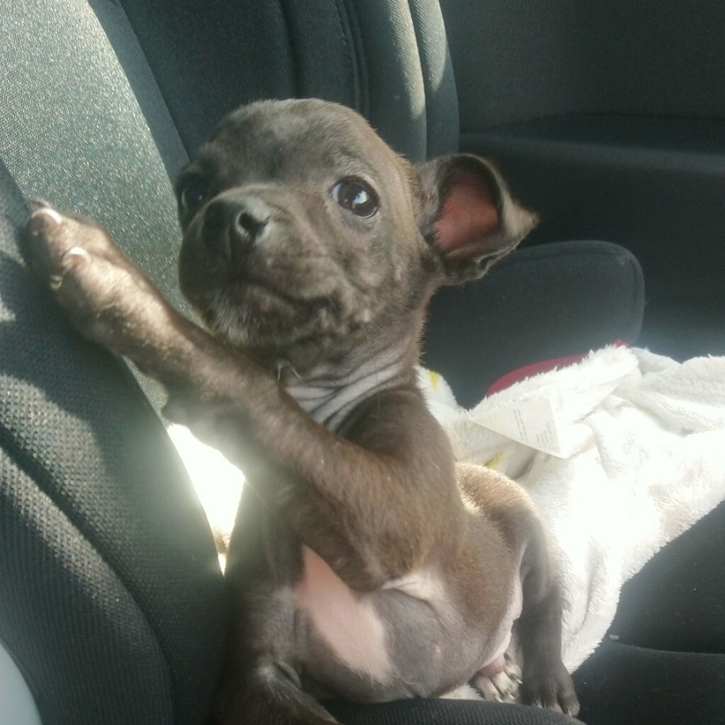 Chihuahua x miniature pinscher male puppy in Edinburgh Gumtree