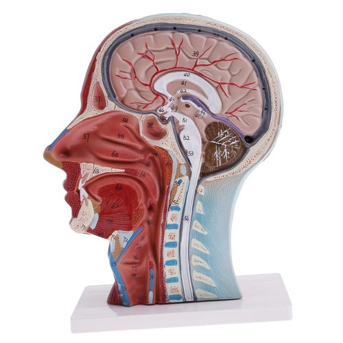 Best Life Size Human Anatomical Head Face Anatomy Medical Teaching