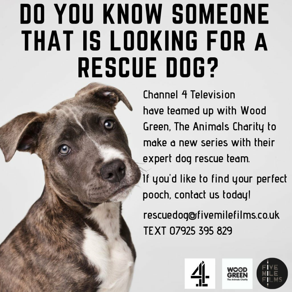 wood green dogs needing homes