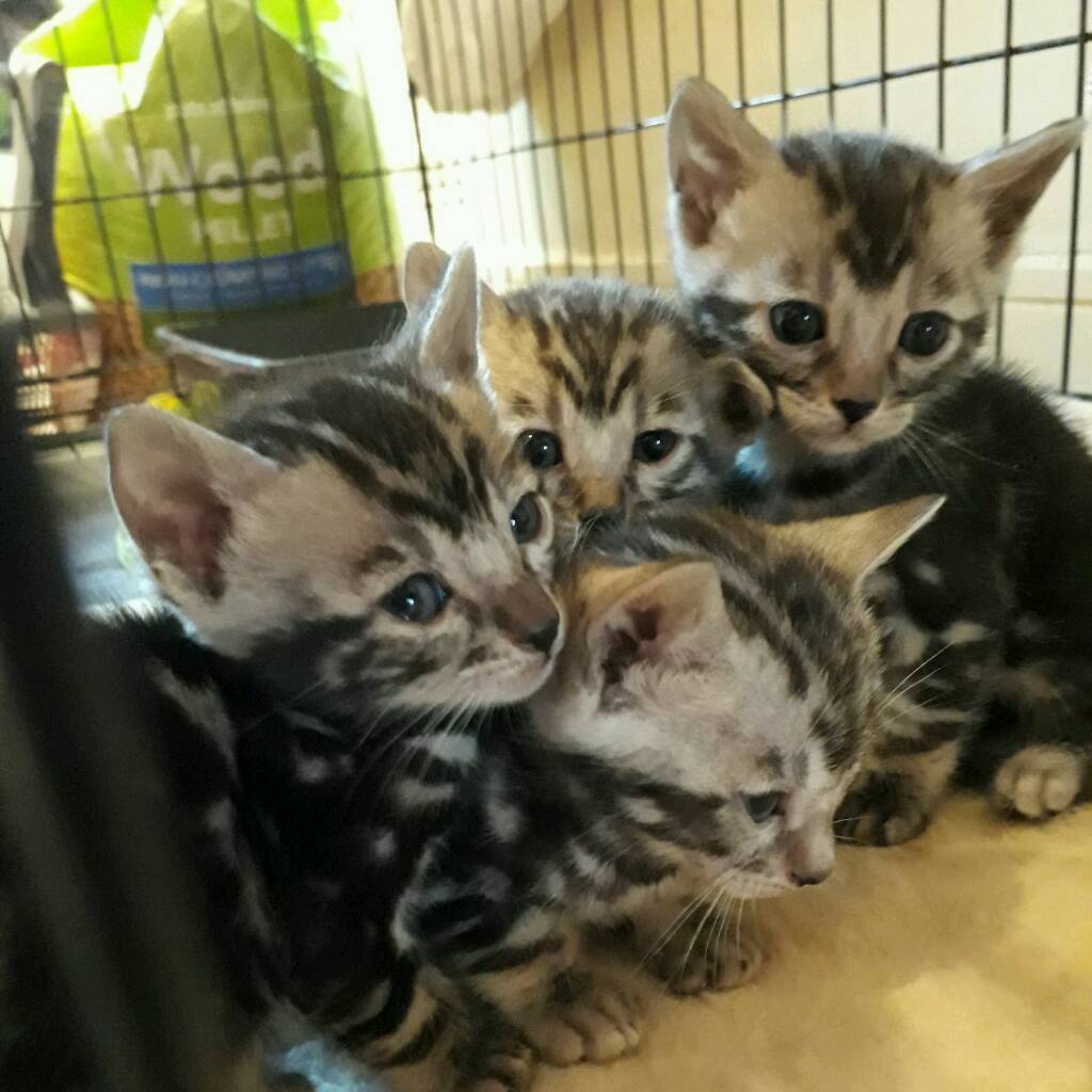 Silver /charcoal bengals in Griffithstown, Torfaen Gumtree