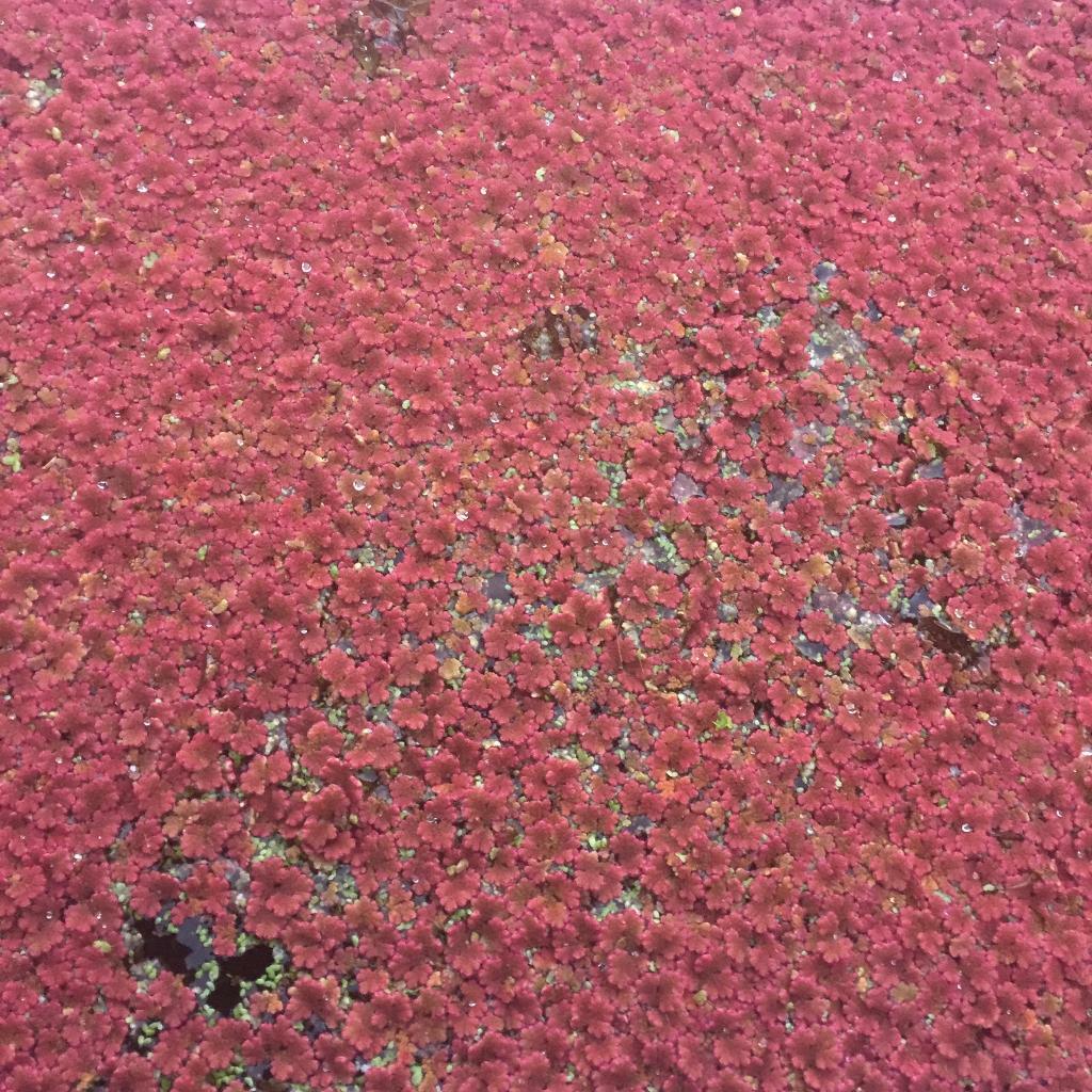 Fairy moss Azolla floating Fern plant 15g Oxygenating Pond Aquarium