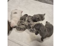 Blue merle , silver blue , blue pied merle french buldog for sale