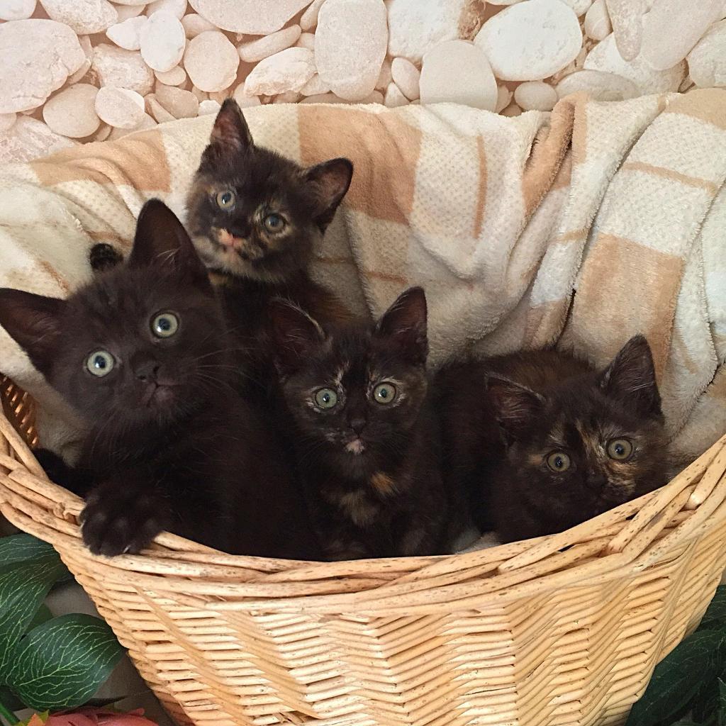 Gorgeous Half British Shorthair Kittens In Portsmouth Hampshire