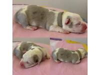 American bully XL puppys ABKC registered 