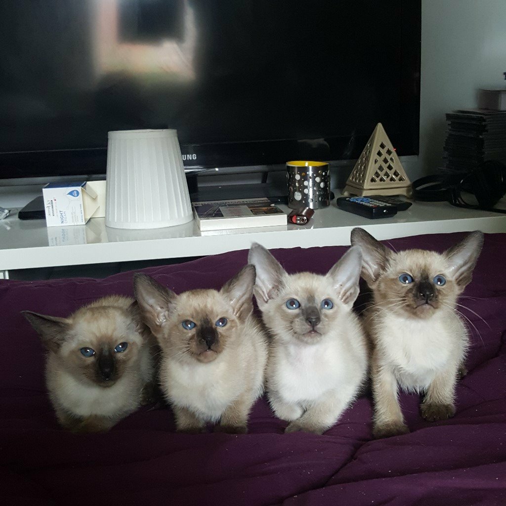 Siamese Ragdoll kittens for sale in Golders Green, London Gumtree