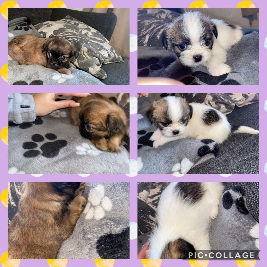 Shichi puppies for sale in Radcliffe, Manchester Gumtree