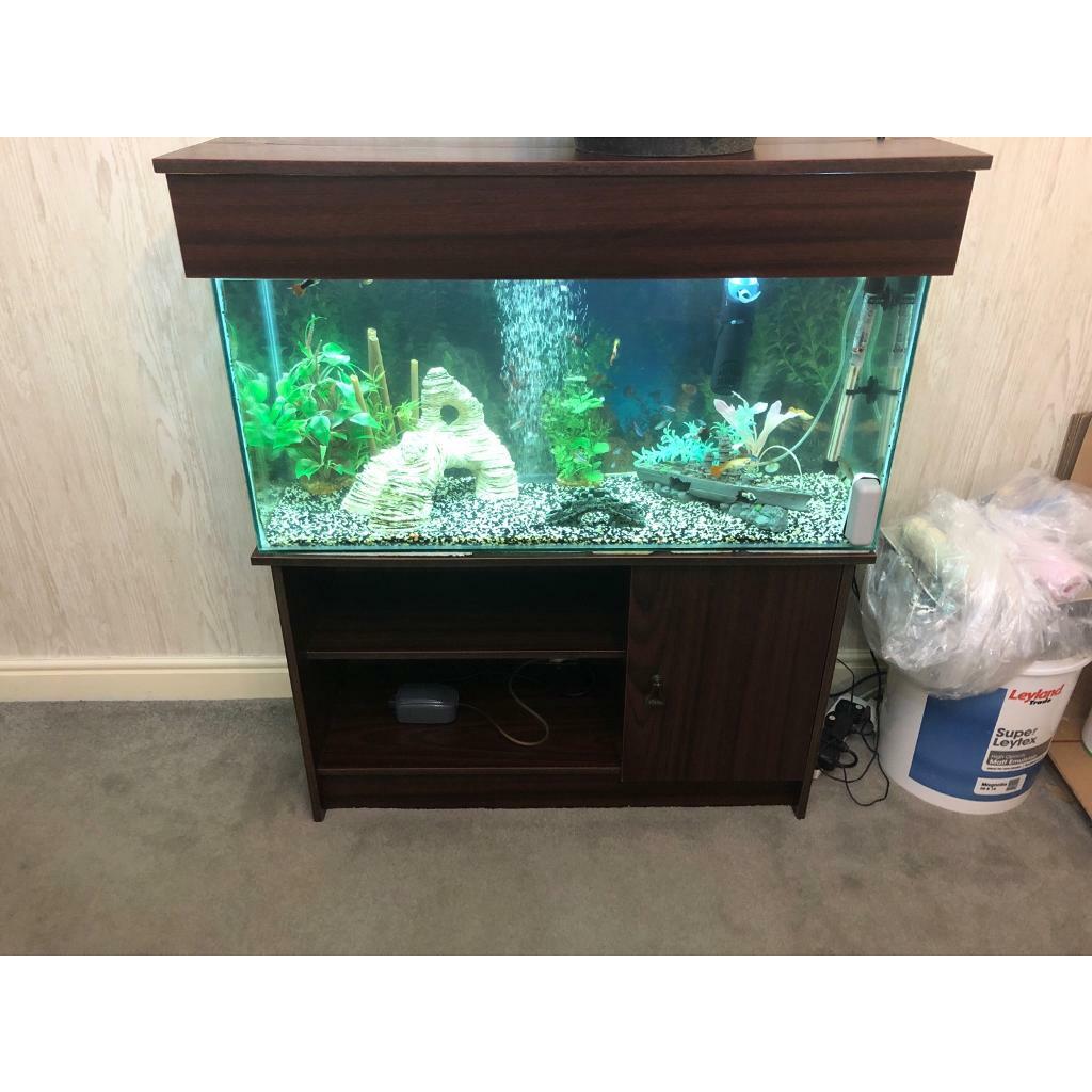 Fish tank in Maidstone, Kent Gumtree