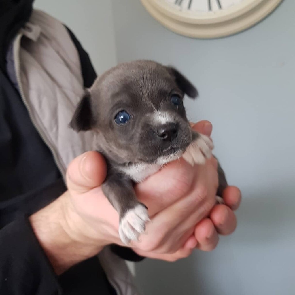 Beautiful Blue Chihuahua Girl For Sale In Watford Hertfordshire