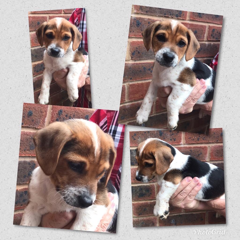 Jack Russell x Beagle Pups in Aberdare, Rhondda Cynon Taf Gumtree
