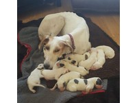 Salukie Dog Dogs Puppies For Sale Gumtree