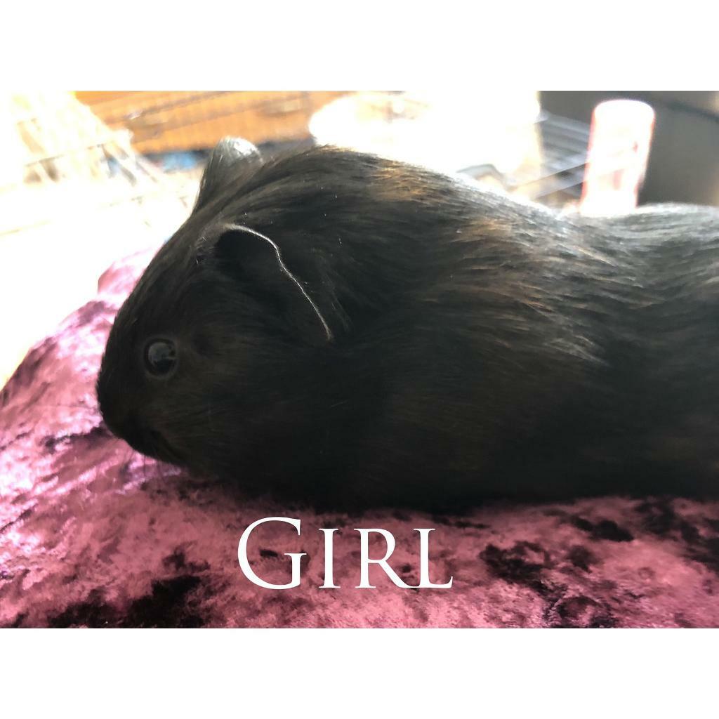 ALL SOLD - 2 Female Abyssinian Guinea Pigs - Ready Now  