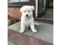 German Shepherd In Scotland Dogs Puppies For Sale Gumtree