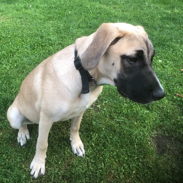 Alsatian Dog for sale in UK 66 used Alsatian Dogs