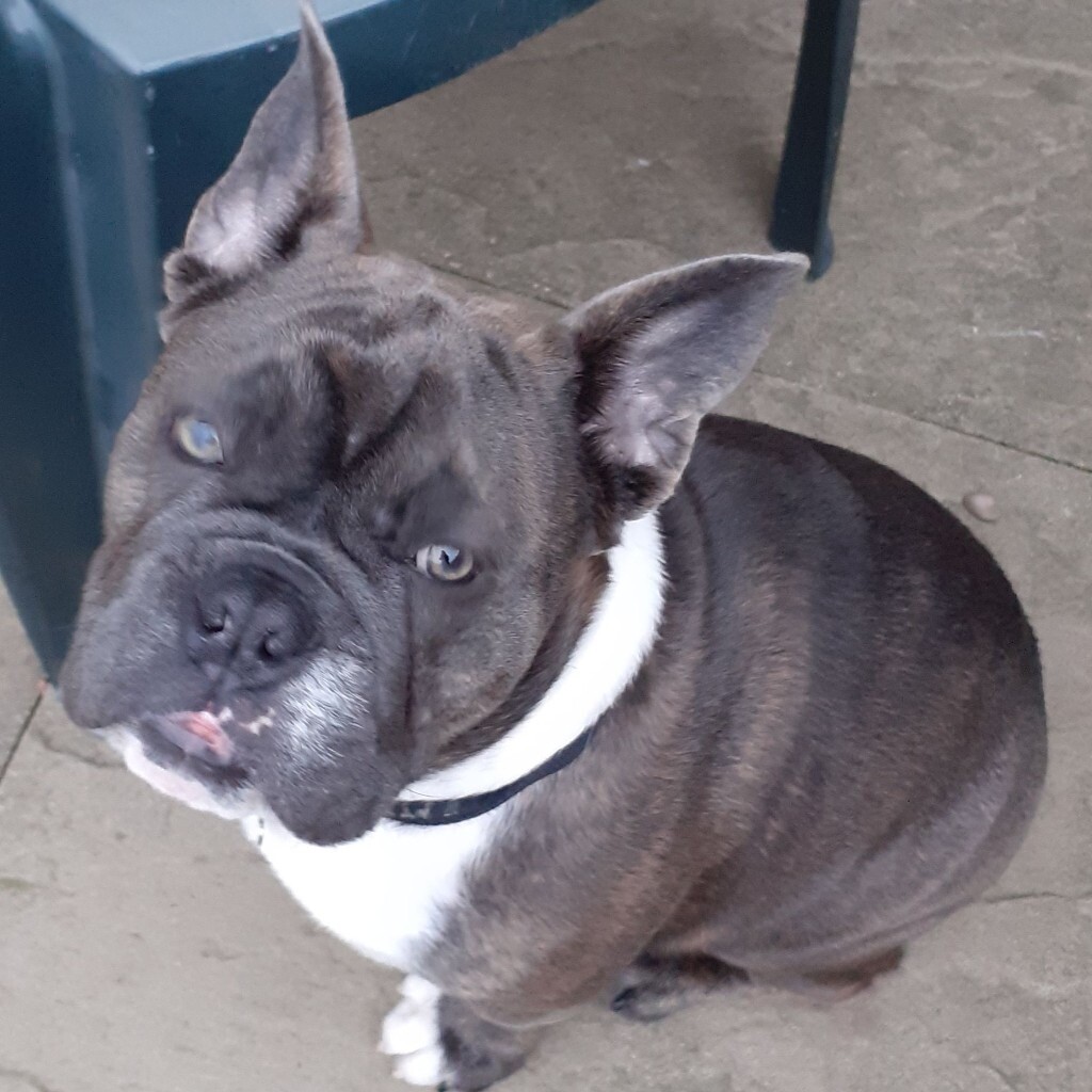 frenchie x english bulldog
