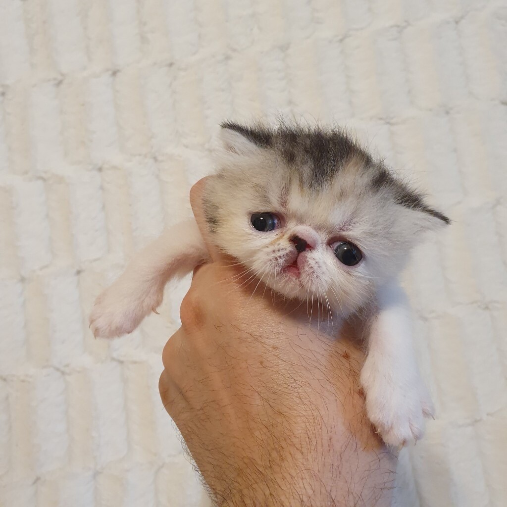 gumtree exotic shorthair