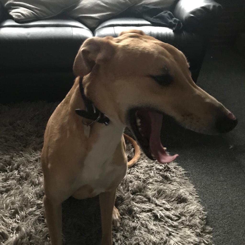 Lurcher Cross (Sandygold) in Tamworth, Staffordshire Gumtree
