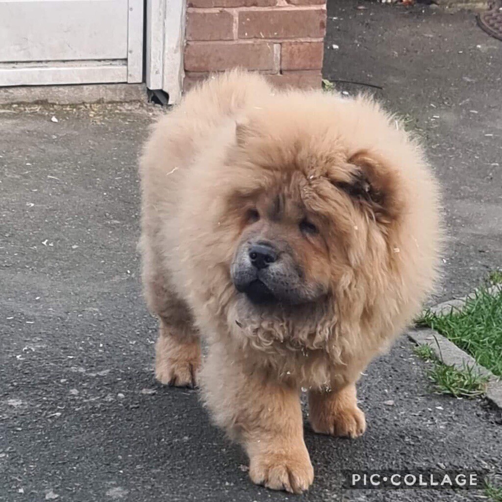 Chow Chow!! in Sheffield, South Yorkshire Gumtree