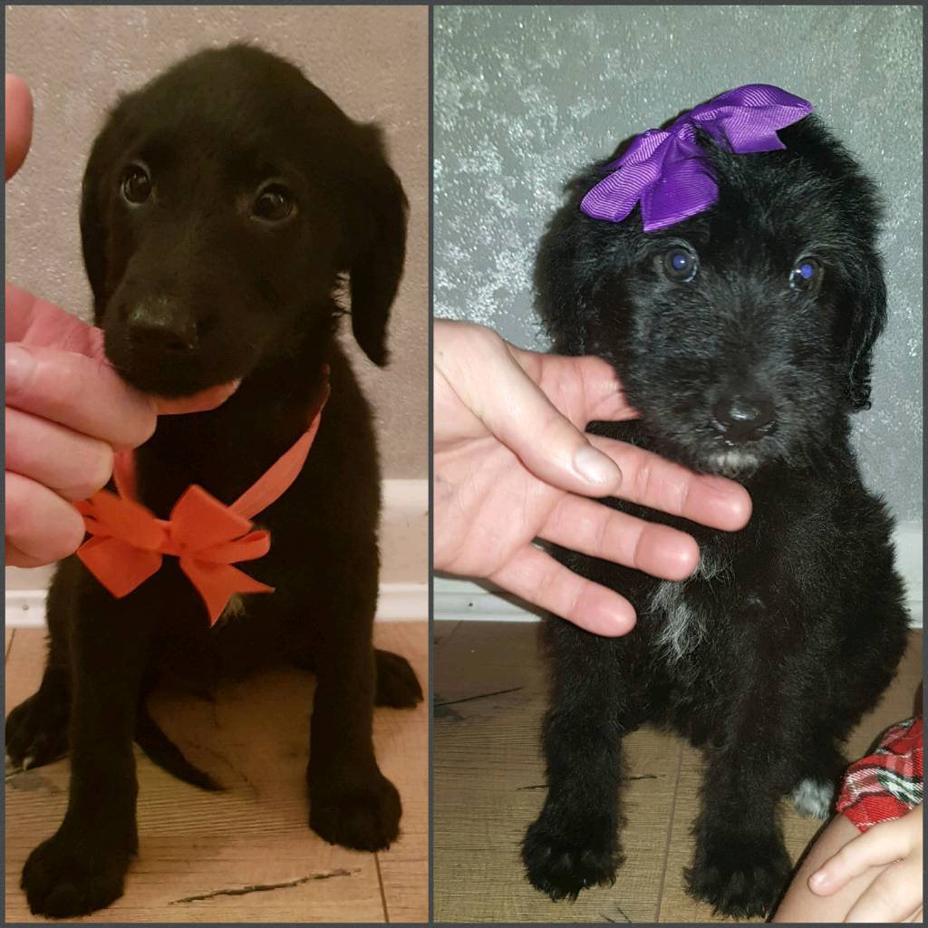 Labrador x poodle puppies labradoodle in Bridport, Dorset Gumtree