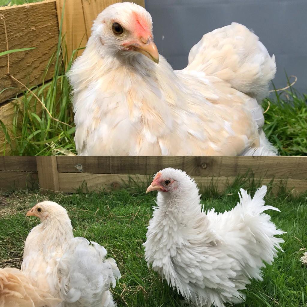 Three Pekin Bantam Chickens in Maybole, South Ayrshire Gumtree