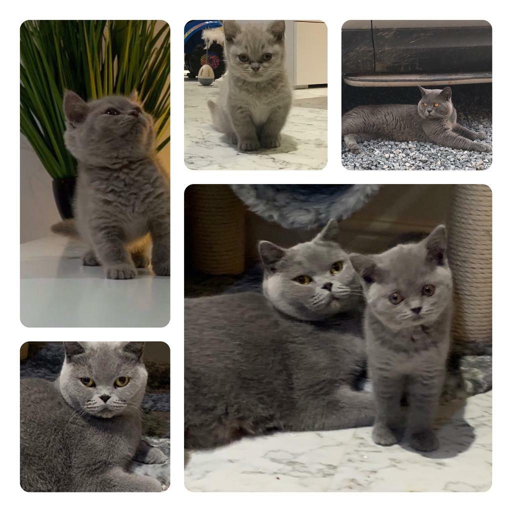British Shorthair Kittens Both Reserved In Driffield East Yorkshire