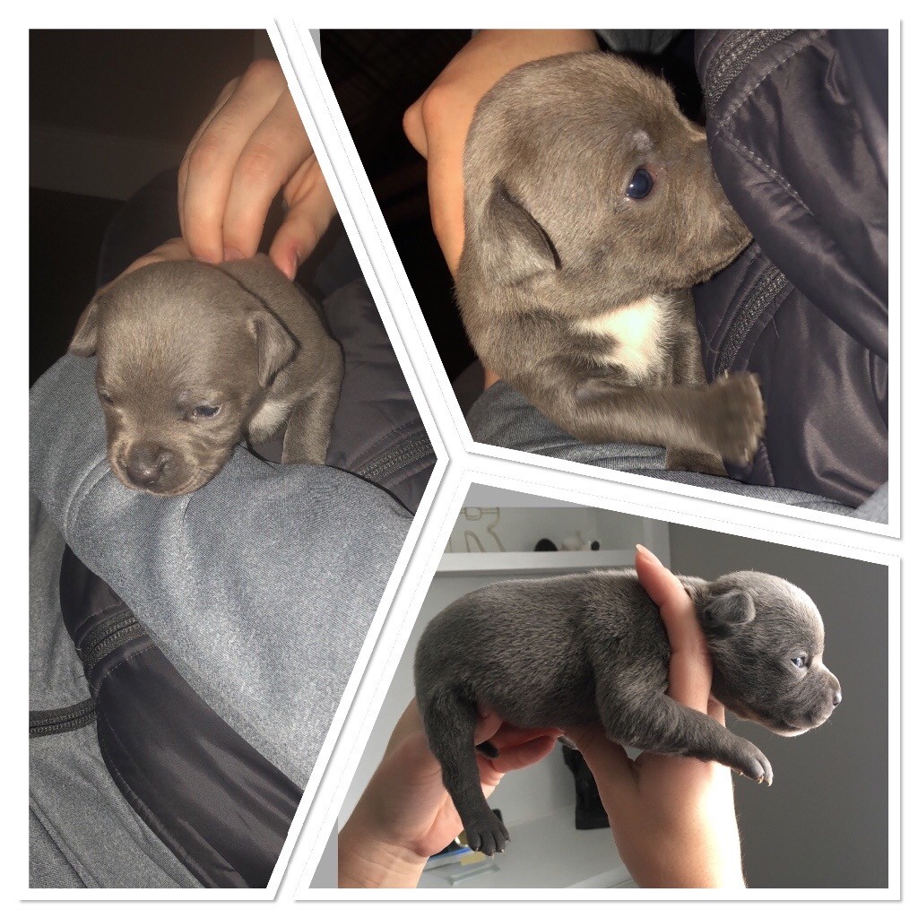 Blue Staffy pup in Newcastle, Tyne and Wear Gumtree