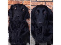flat coated retriever gumtree
