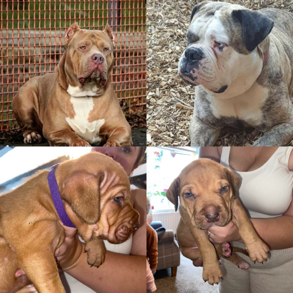 Alapaha blue blood bulldog X XL bully | in Wombourne, West Midlands | Gumtree